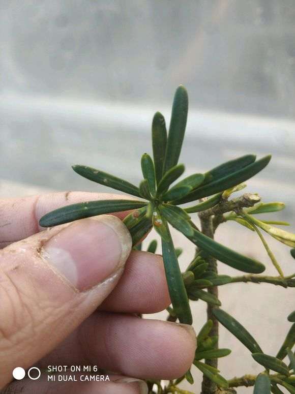 这棵罗汉松盆景是虫害还是病菌