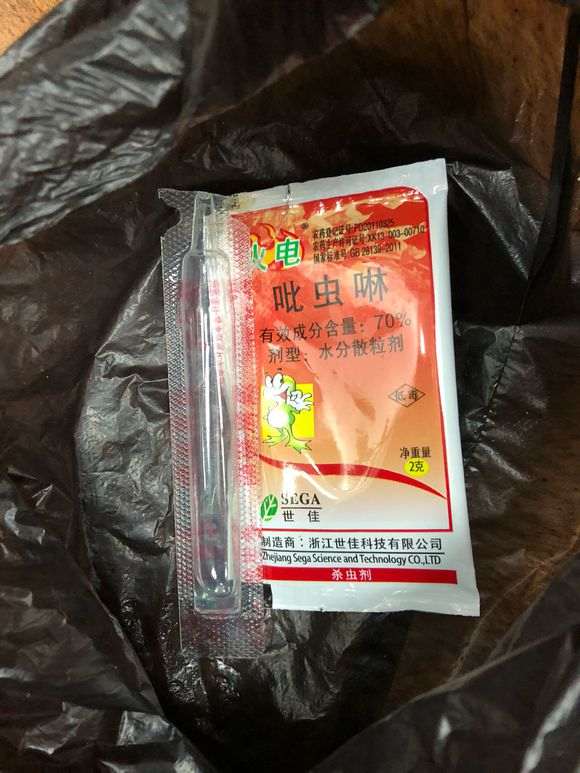 这棵罗汉松盆景是虫害还是病菌