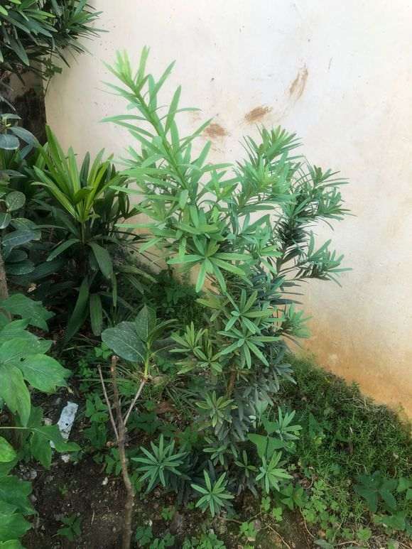 罗汉松盆景为什么爆这么猛 图片