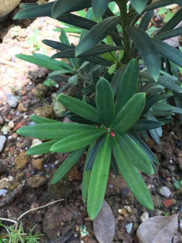 罗汉松盆景为什么爆这么猛 图片