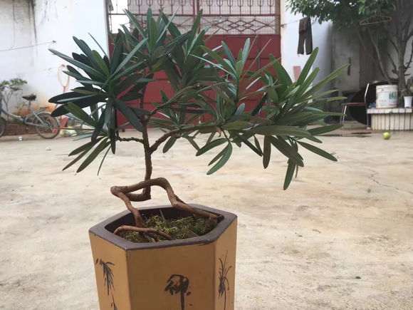 帮忙看下这棵罗汉松盆景是什么品种