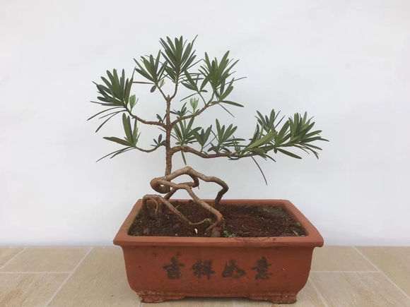 帮忙看下这棵罗汉松盆景是什么品种