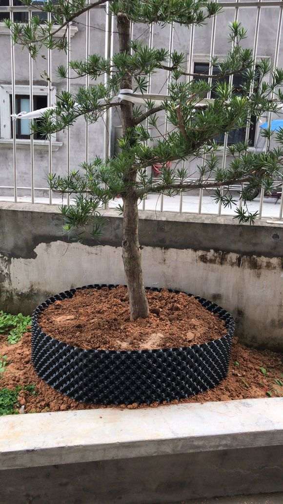 我想把这棵罗汉松改为迎客松盆景 行吗