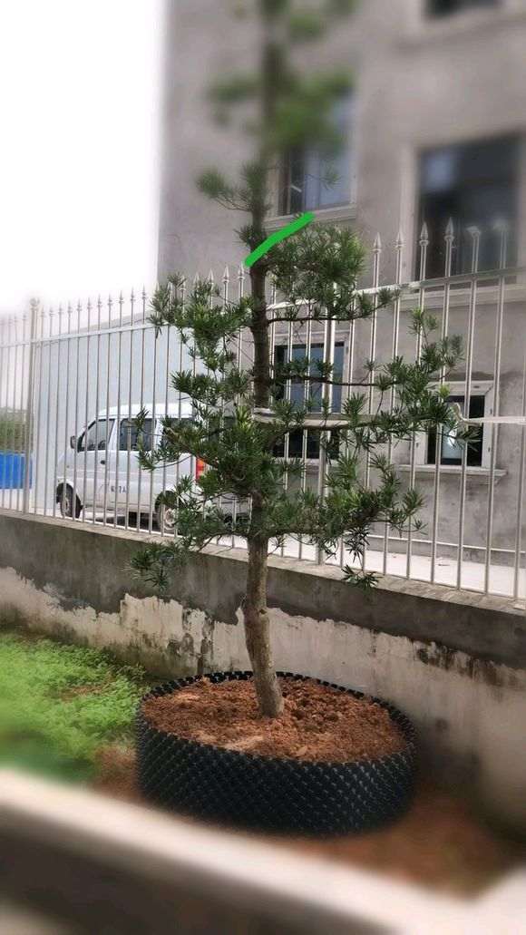 我想把这棵罗汉松改为迎客松盆景 行吗