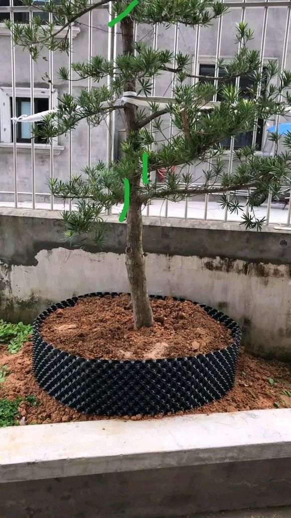 我想把这棵罗汉松改为迎客松盆景 行吗