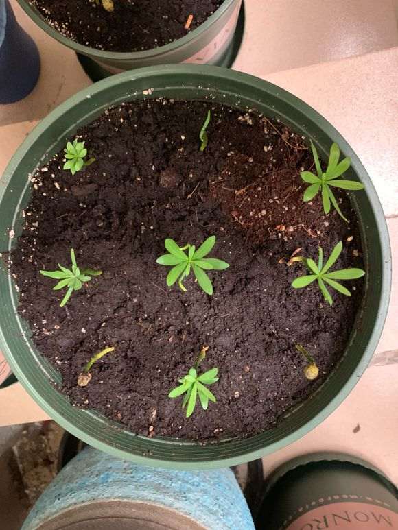 2个月罗汉松盆景终于发芽了