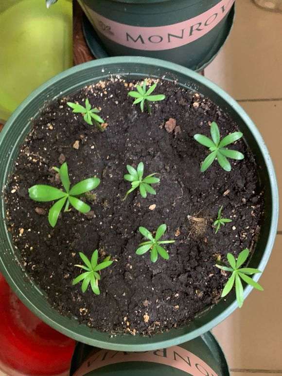 2个月罗汉松盆景终于发芽了