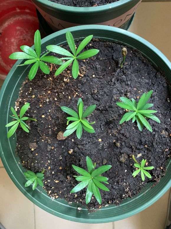 2个月罗汉松盆景终于发芽了