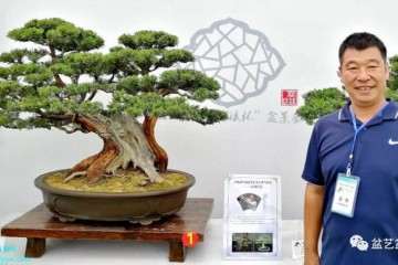 2019年 河南盆景艺术大师作品展