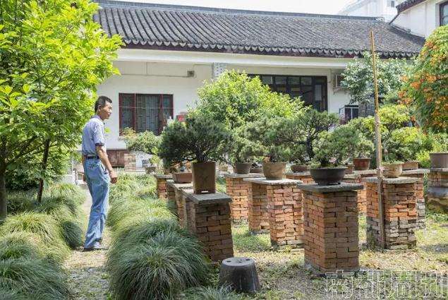 苏派盆景大师周瘦鹃先生