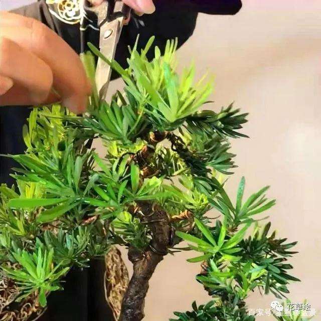 雀舌罗汉松盆景怎么修剪养护的方法