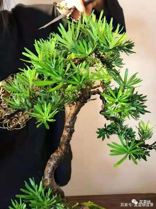 雀舌罗汉松盆景怎么修剪养护的方法