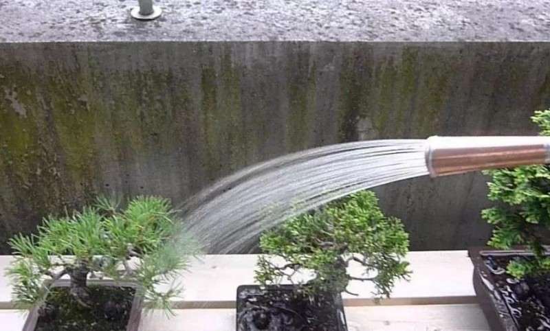 将杀了你的盆景