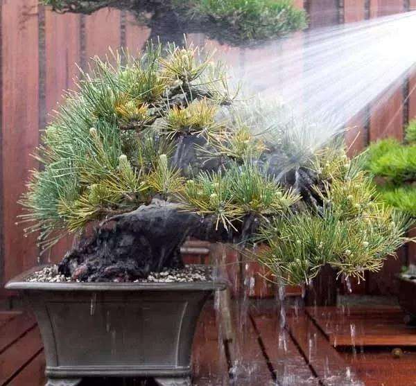 将杀了你的盆景