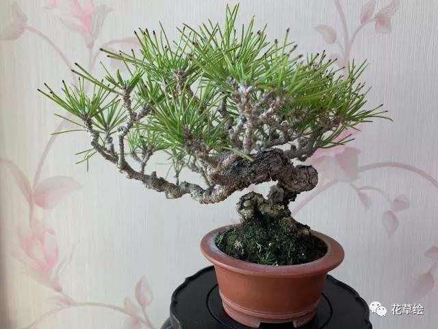 黑松盆景怎么蓄枝截干 让枝条变粗