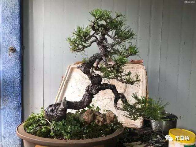 黑松盆景怎么蓄枝截干 让枝条变粗