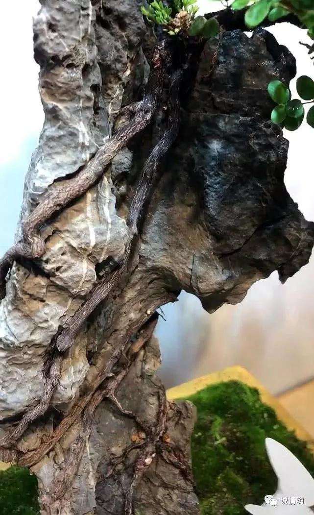 怎么制作附石铁包金盆景的方法