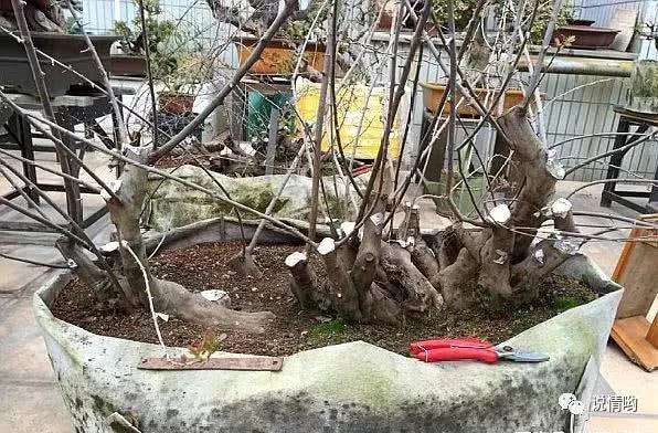 爷爷山上挖树桩盆景