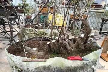 爷爷山上挖树桩盆景 邻居出价5000 不卖