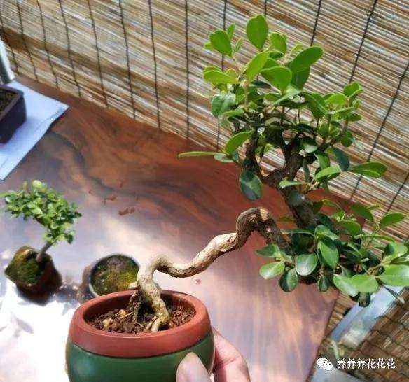 黄杨盆景土壤怎么施肥的方法