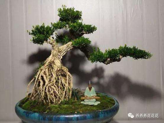 黄杨盆景土壤怎么施肥的方法