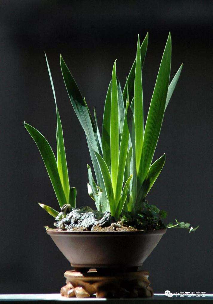 德国鸢尾盆景怎么制作造型的方法