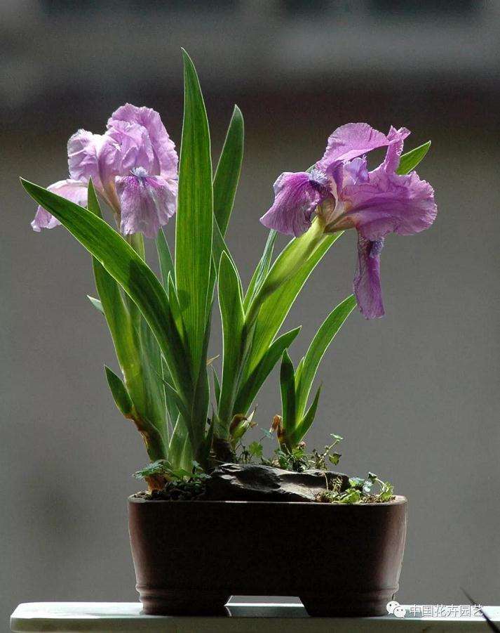 德国鸢尾盆景怎么制作造型的方法