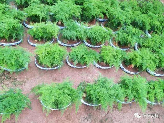 为什么文竹盆景不长新枝