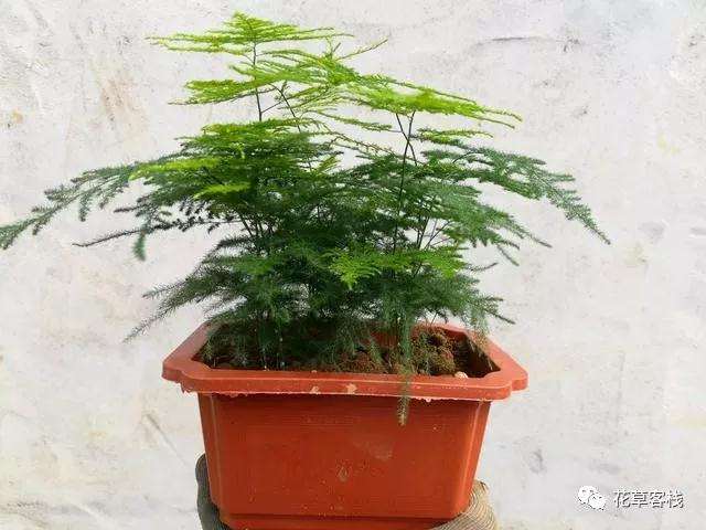 为什么文竹盆景不长新枝