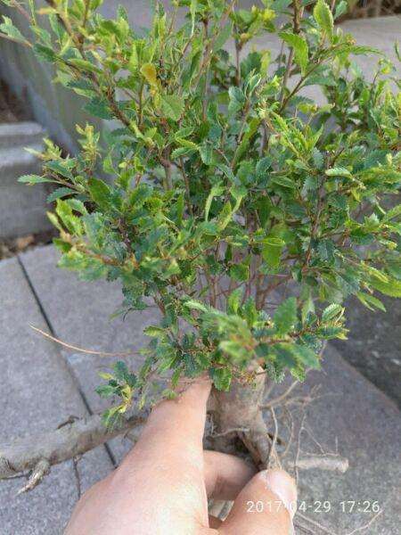 榆树盆景小矮桩怎么修剪啊