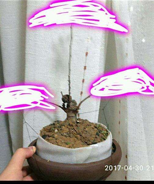 榆树盆景小矮桩怎么修剪啊