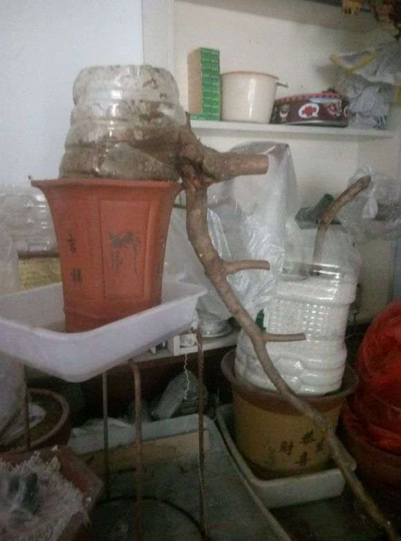 这是啥虫子 榆树里面剥出来的 盆景已经死了