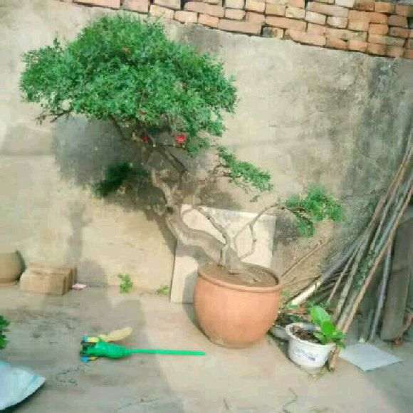 榆树盆景养了六年 死枝跟换盆有关系吗