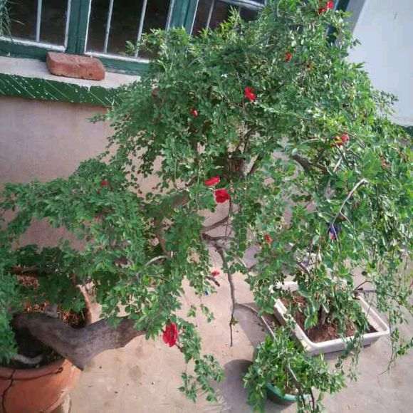 榆树盆景养了六年 死枝跟换盆有关系吗