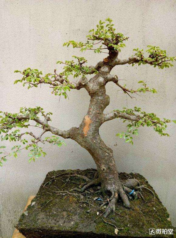 这颗榆树盆景什么样啊 价格500贵不贵