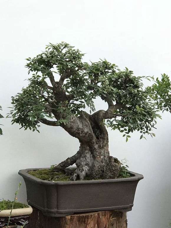 自学修剪老榆树盆景 大家觉得可以吗