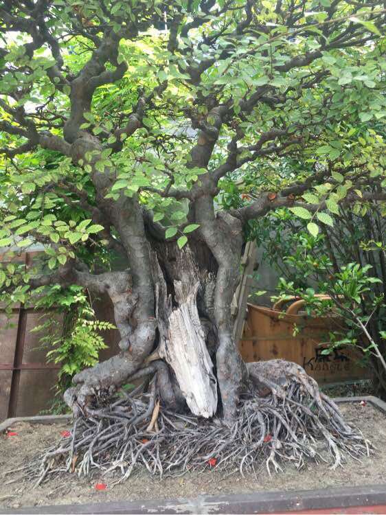 刚入手的榆树盆景