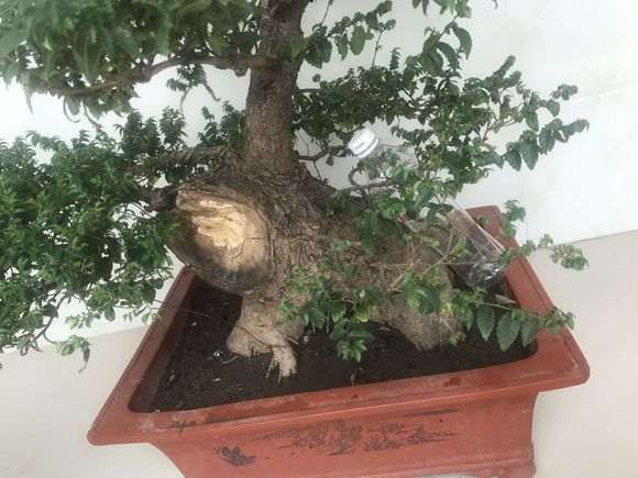刚入手的榆树盆景