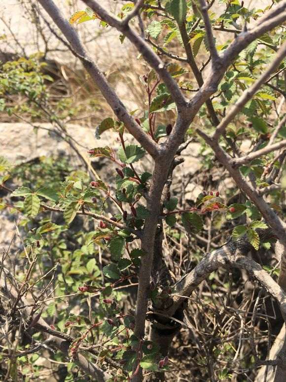 上山发现的榆树下山桩