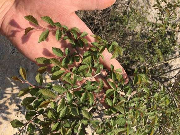 上山发现的榆树下山桩