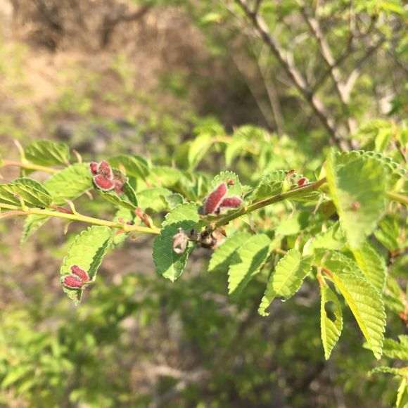 上山发现的榆树下山桩