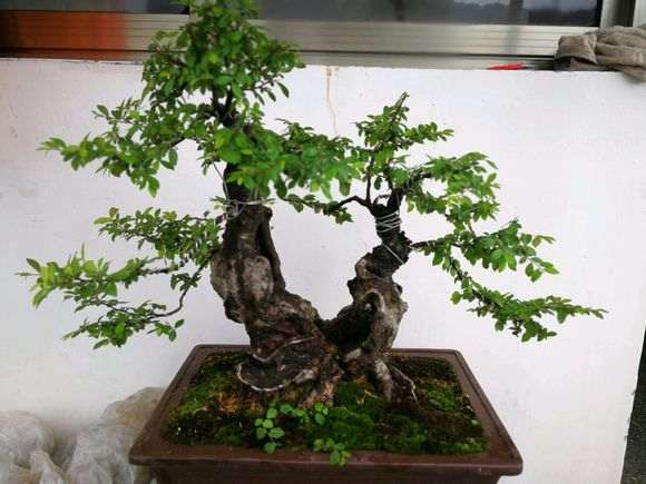 刚整理的榆树盆景 大家看看造型如何