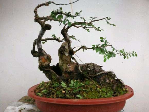 刚整理的榆树盆景 大家看看造型如何