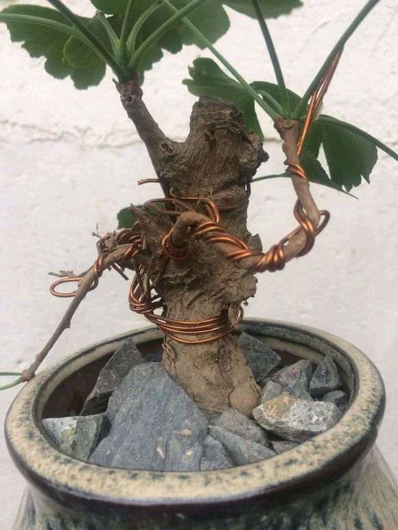 花皮榆树盆景是不是就是榔榆