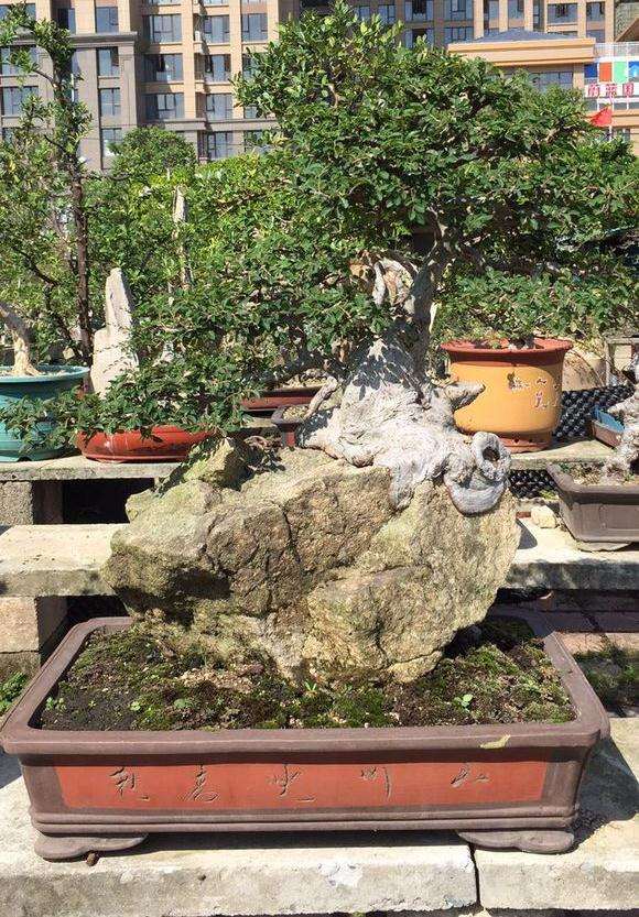 花皮榆树盆景是不是就是榔榆