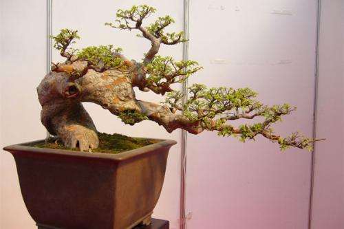 榆树盆景怎么换盆施肥的方法