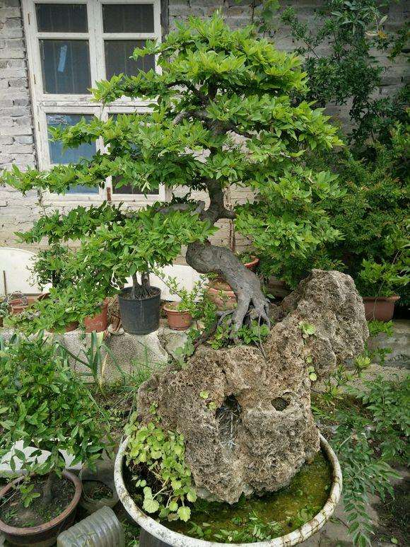 小叶榆树盆景怎么造型的方法