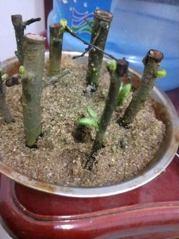 榆树下山桩扦插发芽了却没长根 怎么办