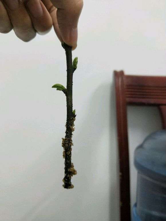 榆树下山桩扦插发芽了却没长根 怎么办