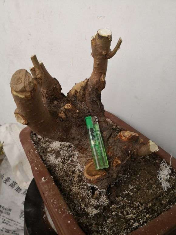 挖的榆树下山桩疙瘩